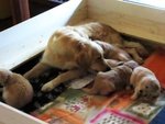 Splendide Cucciole Golden Retriever Femmine a Como - Foto n. 6