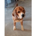 Bellissimo Beagle in adozione a Milano