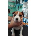 Disponibili Cuccioli di Amstaff - Foto n. 2