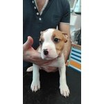 Disponibili Cuccioli di Amstaff - Foto n. 3