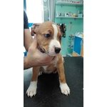 Disponibili Cuccioli di Amstaff - Foto n. 5