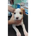 Disponibili Cuccioli di Amstaff - Foto n. 7