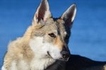 Cuccioli di cane lupo Cecoslovacco - Foto n. 2