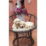 Bellissimi Cuccioli di Golden Retriever