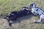 Stupenda Cucciolata di Alano Consegno in Tutta Italia - Foto n. 1