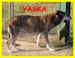 Yasko e Yaska Adozione D'amore per due Teneri Nonnetti 12 anni di Canile - Foto n. 3