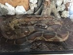 Boa Costrictor - Foto n. 2