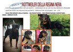 Cuccioli Rottweiler con Pedigree