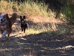 Cagnolino di 12 mesi Taglia Piccola (6,5 Kg) - Foto n. 2