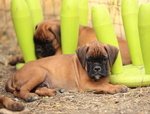 Cuccioli di Boxer