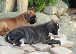 Cuccioli di Boxer - Foto n. 2