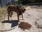 Cecilia, Reimmessa in Strada - Rischia di Sparire se Nessuno la Adotta - Foto n. 3