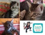 Dandy un Amore di Gattino