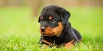 Cuccioli di Rottweiler - Foto n. 1