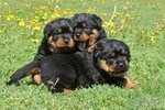 Cuccioli di Rottweiler - Foto n. 2