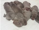 Weimaraner Cuccioli