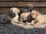 Cuccioli Labrador