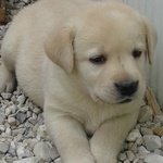 Cuccioli Labrador - Foto n. 2