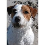 SEXY JACK RUSSELL cerca fidanzata