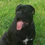 Cane Corso per Accoppiamento - Foto n. 1