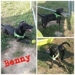 Il Povero Benny ora è Solo