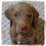 Cuccioli Weimaraner