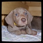 Cuccioli Weimaraner - Foto n. 2