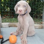 Cuccioli Weimaraner - Foto n. 5