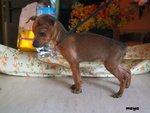 Cuccioli Pinscher