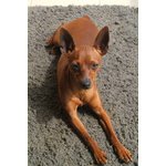 Cuccioli Pinscher - Foto n. 2