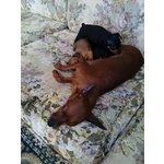 Cuccioli Pinscher - Foto n. 3