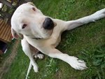 🐶 Dogo Argentino femmina di 12 anni e 1 mese in adozione a Cossato (BI) da privato