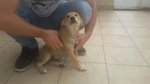 Cucciolo di Meticcio di 2 mesi e Mezzo - Foto n. 1