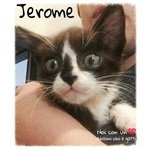 Jerome, Cucciolo Bianco e nero di Circa 45 Giorni in Adozione