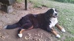 Bovaro del Bernese Cuccioli - Foto n. 1