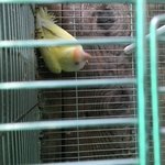 Altri uccelli in vendita a Chiuduno (BG) e in tutta Italia da privato
