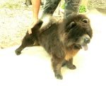 Chow chow blu per Femmina