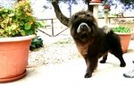 Chow chow blu per Femmina - Foto n. 2