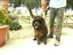 Chow chow blu per Femmina - Foto n. 3