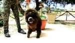 Chow chow blu per Femmina - Foto n. 5