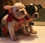 Bulldog Francese - Foto n. 2