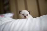 Cuccioli di Gatto thai Siamese Tradizionale