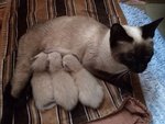 Cuccioli di Gatto thai Siamese Tradizionale - Foto n. 2