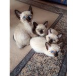 Cuccioli di Gatto thai Siamese Tradizionale - Foto n. 3