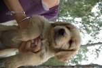 Cucciole di Golden Retriever - Foto n. 1