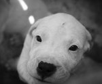 Cuccioli di dogo Argentino - Foto n. 1