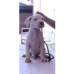 Cuccioli di dogo Argentino - Foto n. 2