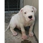 Cuccioli di dogo Argentino - Foto n. 3