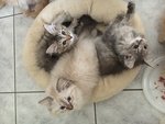 Cuccioli Gatto Siberiano - Foto n. 6