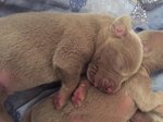 Cuccioli Weimaraner - Foto n. 6